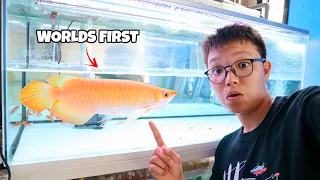 Download The Million Dollar Fish! One \u0026 Only BANANA XANTHIC AROWANA in the WORLD MP3