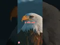 The Eagle Attitude🔥