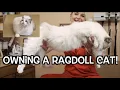 Owning a Ragdoll cat The most beautiful Cat Breed