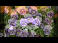Beautiful Flowers Stock Photo