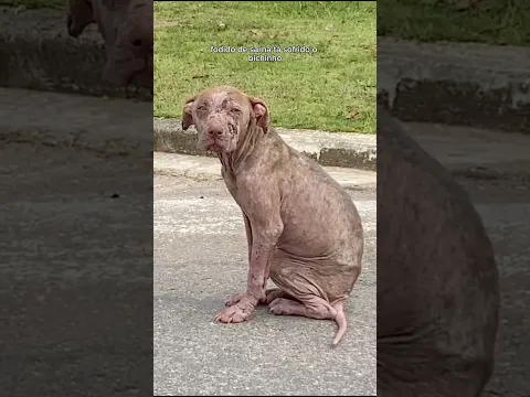 Essa história merece um final feliz ❤️ Adote a Havenna! 🐾 entre em contato com o Instituto Caramelo