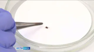 50 жителей Омской области пострадали от укусов клещей за последнюю неделю