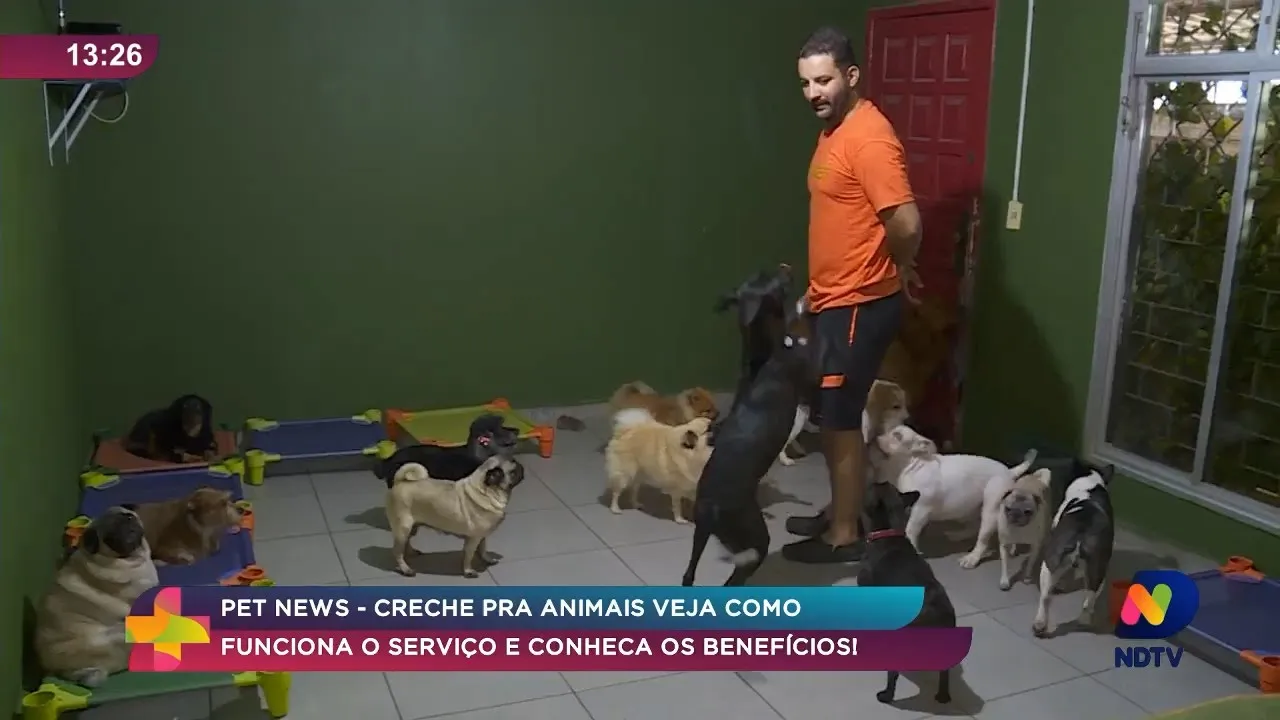 Pet News: creche pra animais, veja como funciona o serviço, e conheça os benefícios