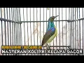 Download Lagu kolibri kelapa gacor masteran untuk burung bahan agar cepat bunyi gacor setiap saat
