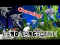 Download Lagu A Diamond? | Charming Panda Angel fish with Lovely Bolivian Rams