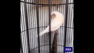 masteran kenari isian sogon 