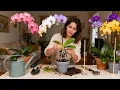 Lagu 2 Simple Methods of Propagating Orchids at Home for Beginners/ Part by Part Details.