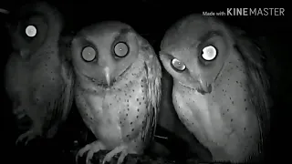 suara burung hantu serak bukit obay