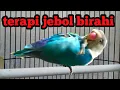 Download Lagu LOVEBIRD JANTAN BIRAHI TINGGI UNTUK TERAPI JEBOL BIRAHI LOVEBIRD KONSLET