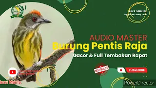 masteran burung pentis raja gacor full tembakan rapat shorts