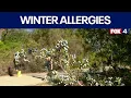 North Texas doctors give tips to deal with oppressive winter allergies