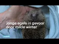 Download Lagu Milde winter levensgevaarlijk voor jonge egels - RTL NIEUWS