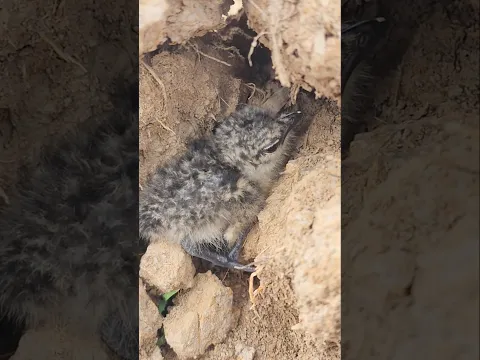 save or not for a cute little  bird #shorts #animeedit #birds