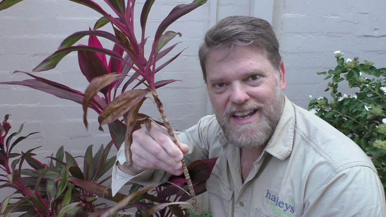 How To Grow a Cordyline From Cuttings and Growing Tips