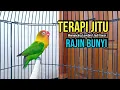 Download Lagu Suara Lovebird NGEKEK PANJANG, TERAPI JITU Memancing Lovebird Jadi GACOR RAJIN BUNYI