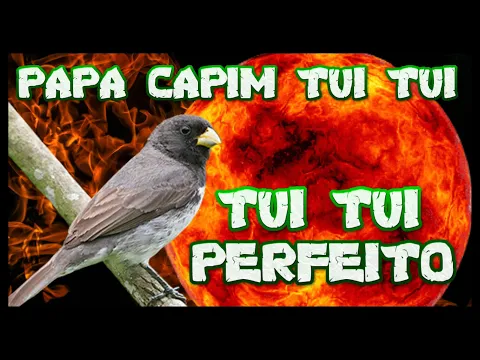 Download MP3 Papa capim tui tui puro canto firme bitola, encarte para filhotes e treinamento.