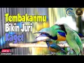 Download Lagu FULL BESETAN KASAR DAN KERAS MASTERAN BURUNG LOMBA KELAS ATAS ||CUCAK JENGGOT CUNGKOK
