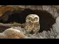 The owl - photo slideshow