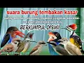 Lagu Suara Burung Masteran Kombinasi Tembakan Kasar Rapat