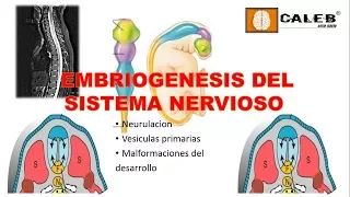 Neuroanatomía - Embriogénesis del Sistema Nervioso Part. I
