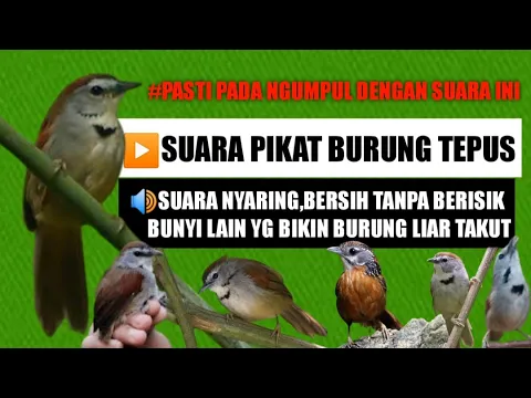 Download MP3 Suara pikat burung tepus manggil kumpulan