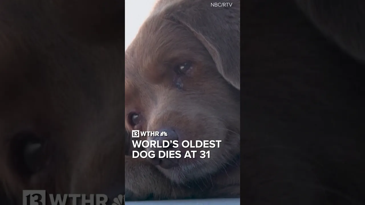 Bobi, world’s oldest dog, dies at 31 years old