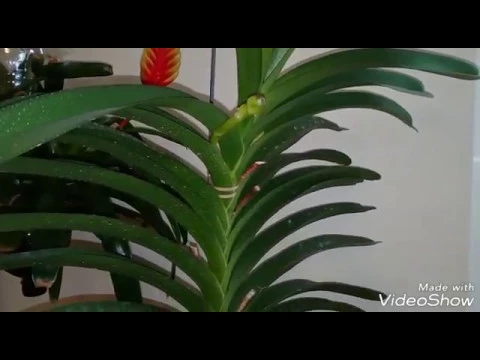 ORQUÍDEA VANDA, PORQUÉ ELIMINO SU FLORACIÓN?