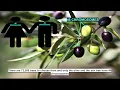 THE DARK PURPOSE OF THE OLIVE BRANCHES