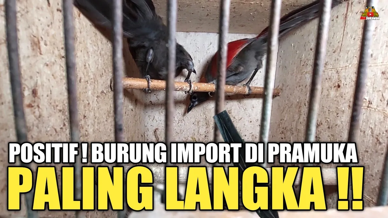 POSITIF ! INI BURUNG IMPORT PALING LANGKA YANG ADA DI PASAR BURUNG PRAMUKA !