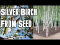 How To Grow A Birch Tree From Seed