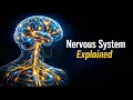The Nervous System Explained Simply Brain Neurons Signals