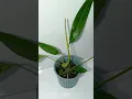 Anthurium sp Morona Medium