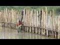 Download Lagu Vernufteling 2016: Semipermeable Dam voor mangrovebossen
