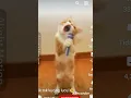 Download Lagu tik tok kucing lucu😂