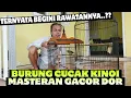 Download Lagu TERNYATA BEGINI CARA MERAWAT CUCAK KINOI JADI GACOR DOR || QINARA BANYUWANGI