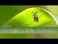 Mosquito sounds! The buzzing sound and hum of mosquitoes close to the microphones.