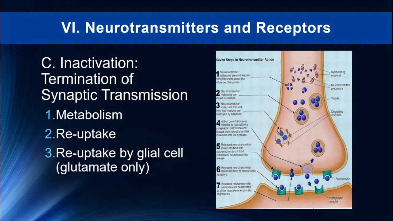 Lecture 6 - Neurotransmission and Neurotransmitters -Drugs and Human Behavior 2019
