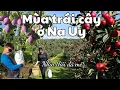 Download Lagu Đi vườn trái cây Na Uy – Tự hái, tự chọn từng trái ở trên cây 