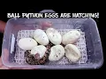 Cutting More Ball Python Eggs