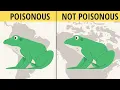 Are ALL Frogs Poisonous