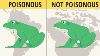 Are ALL Frogs Poisonous