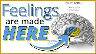 Interoception Why Emotions Feel the Way They Do