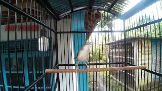 prenjak sawah cici sawah klik betina ngekrek panjang untuk pancingan bunyi jantan