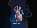 Lagu Heart ❤️ Beat Function #howheartbeat #heart #heartbeat #youtubeshorts #viral #shorts