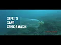Download Lagu Armonica - Cendrawasih - ( Official Musik Video)