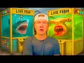 Download Lagu I Bought Deadly Fish From a Live Fish Claw Machine...