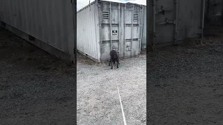 #Fyp #dream #doberman #pets #youtube