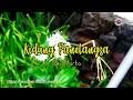 Download Lagu Kidung Panalangsa (Kidung Pasamuwan Kristen Lawas No 142) - Keroncong Rohani