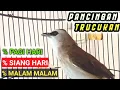 Download Lagu Pancingan dan MASTERAN ISTIMEWA burung trucukan Agar cepat bunyi gacor dan ROPEL