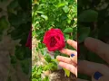 Download Lagu Red Rose 🌹🌹🌹🌹 Terrace Garden 🌿☘️🌵✳️ #gardening #flower #enjoy #yt #ytshorts